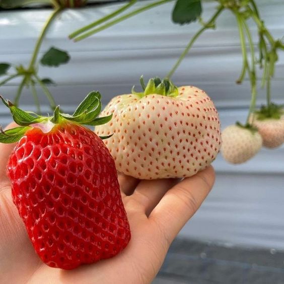 Morangueiros trepadores vermelhos 5 Peças
