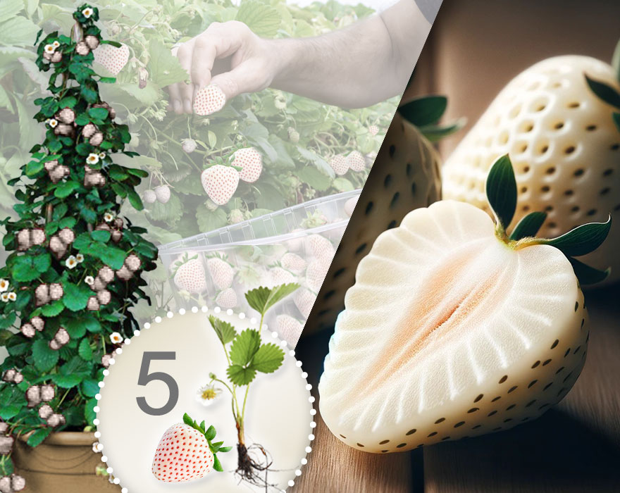 Morangueiros trepadores brancos 5 Peças