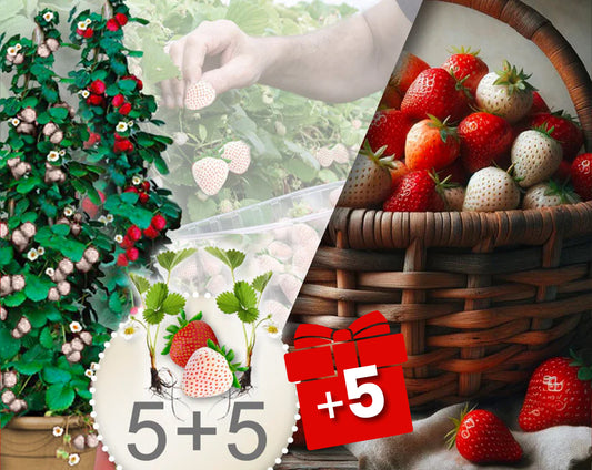 Morangueiros trepadores vermelhos e brancos 10 Peças + 5 grátis