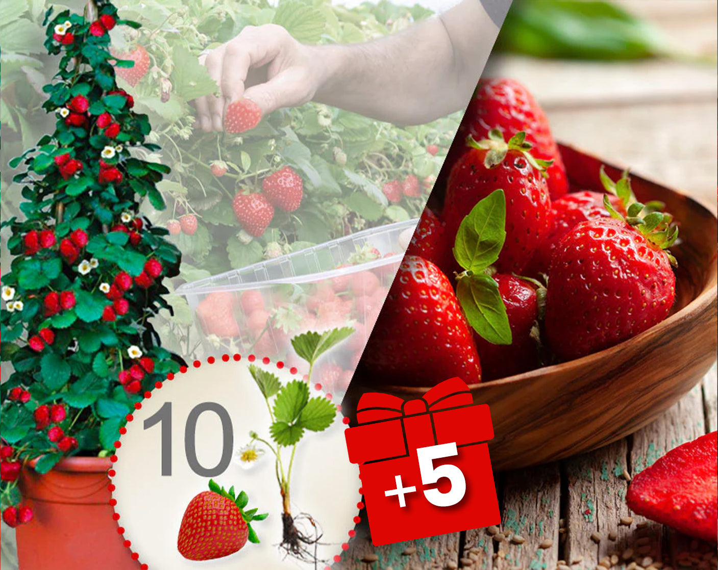 Morangueiros trepadores vermelhos 10 Peças + 5 grátis